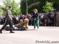 Показательные выступления дрессировщиков служебных собак на Крещатике в Киеве
