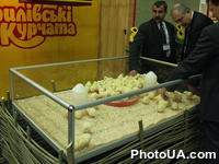 Цыплята.Выставка "Весь мир питания Украина 2002".