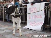 Возле Верховной Рады ходят поросята, куры и теленок. Участники акции протеста, требующие не снижать таможенные тарифы на импортные продукты, привезли под Верховную Раду теленка, поросят и кур