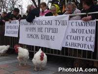 Возле Верховной Рады ходят поросята, куры и теленок. Участники акции протеста, требующие не снижать таможенные тарифы на импортные продукты, привезли под Верховную Раду теленка, поросят и кур