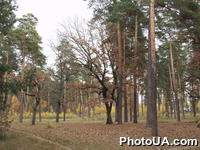 Осень в лесу